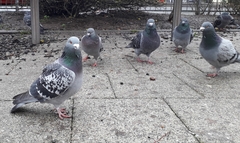 Columba livia domestica