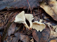 Clitocybe phyllophila