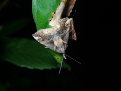 Hypena indicatalis