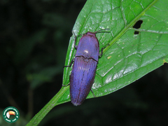 Chalcolepidius virens