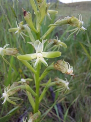 Habenaria humilior