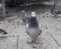 Columba livia domestica