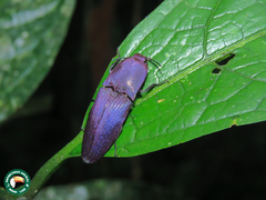Chalcolepidius virens