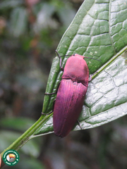 Chalcolepidius virens