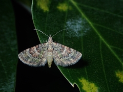 Gymnoscelis esakii