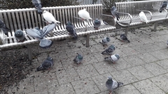 Columba livia domestica