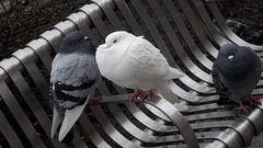 Columba livia domestica