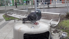 Columba livia domestica