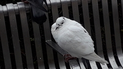 Columba livia domestica