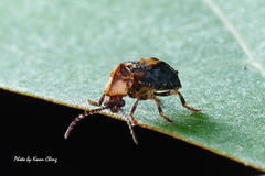 Anhedobia capucina