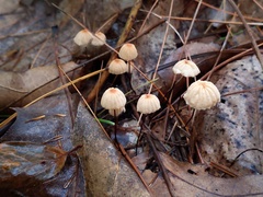Marasmius bellipes