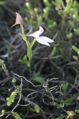 Brownleea macroceras