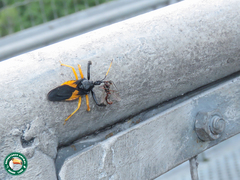 Apiomerus nitidicollis