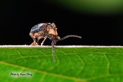 Anhedobia capucina