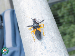 Apiomerus nitidicollis