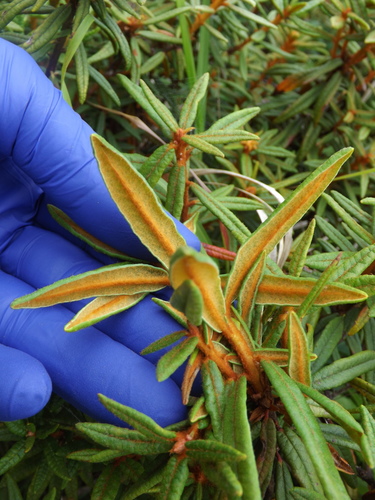 marsh Labrador tea