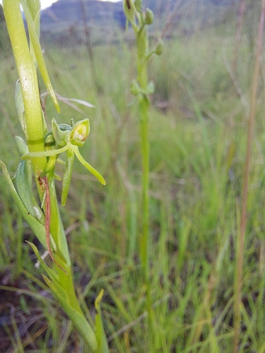 Image of Habenaria filicornis by (c) Manuel R Popp, some rights reserved (CC BY)