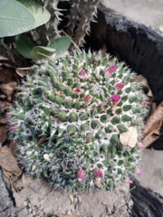 Mammillaria compressa