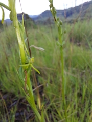 Habenaria filicornis