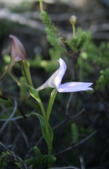 Brownleea macroceras