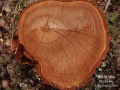 Sassafras randaiense