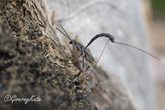 Gasteruption simillimum