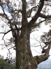 Sassafras randaiense