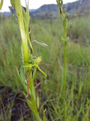 Habenaria filicornis