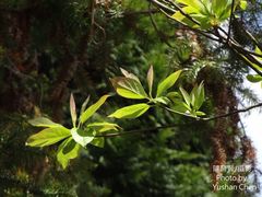 Sassafras randaiense