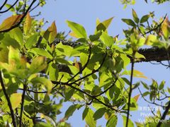 Sassafras randaiense