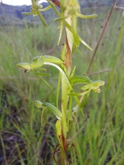 Habenaria filicornis
