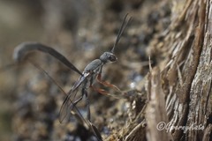 Gasteruption simillimum