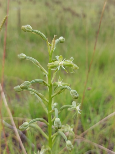 Image of Habenaria humilior by (c) Manuel R Popp, some rights reserved (CC BY)