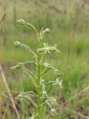 Habenaria humilior