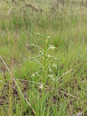 Habenaria humilior