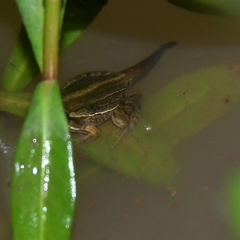 Leptodactylus gracilis