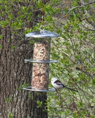 Aegithalos caudatus caudatus