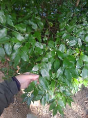 Castanopsis sieboldii