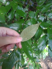 Castanopsis sieboldii