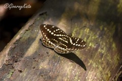 Lexias