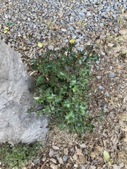 Ilex