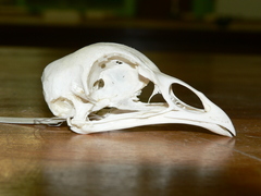 Pternistis swainsonii swainsonii