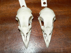 Pternistis swainsonii swainsonii