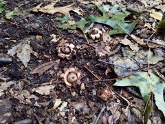 Geastrum morganii