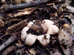 Geastrum morganii
