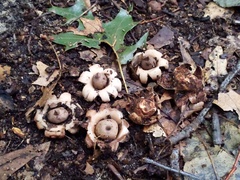 Geastrum morganii
