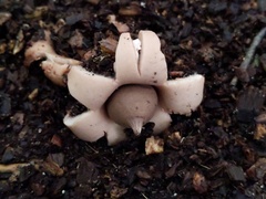 Geastrum morganii