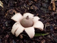 Geastrum morganii