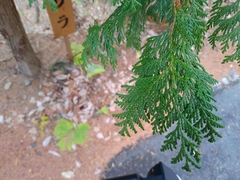 Chamaecyparis pisifera