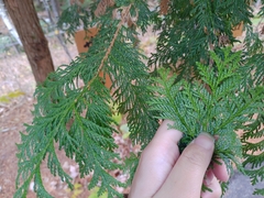 Chamaecyparis pisifera